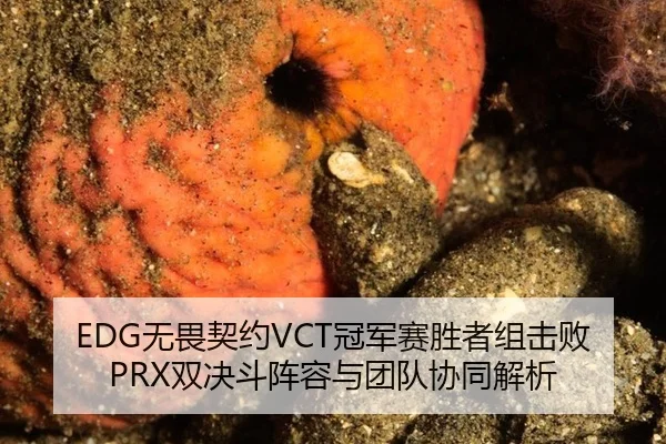 EDG无畏契约VCT冠军赛胜者组击败PRX双决斗阵容与团队协同解析